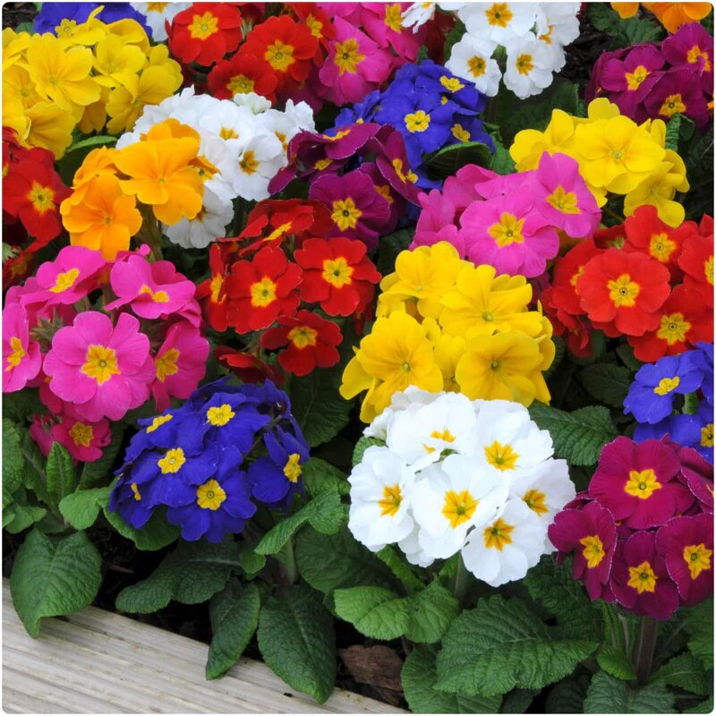 primula flower seeds