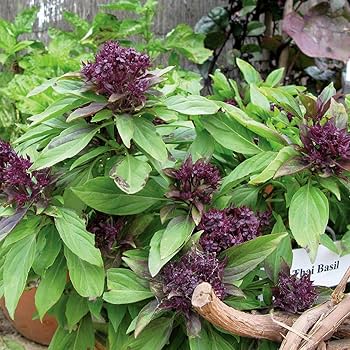 Thai Basil herb seeds