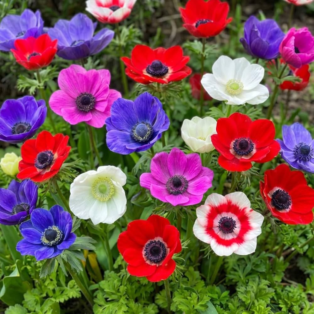 Anemone Flower Seeds