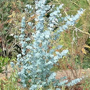 Eucalyptus plant seeds