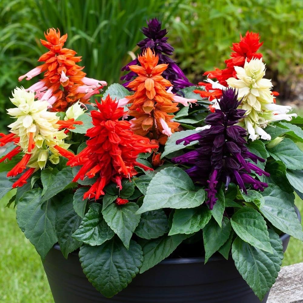 Flower Seeds S-V