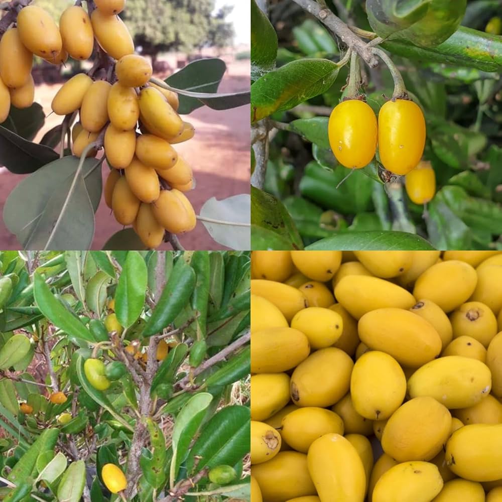 Manilkara Kauki Fruit Seeds