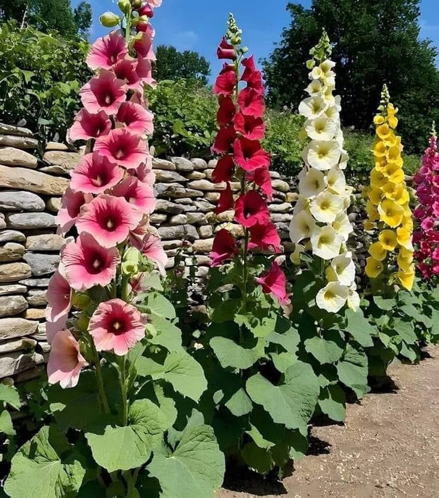 Garden Seeds