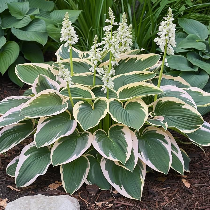 Hosta Seeds
