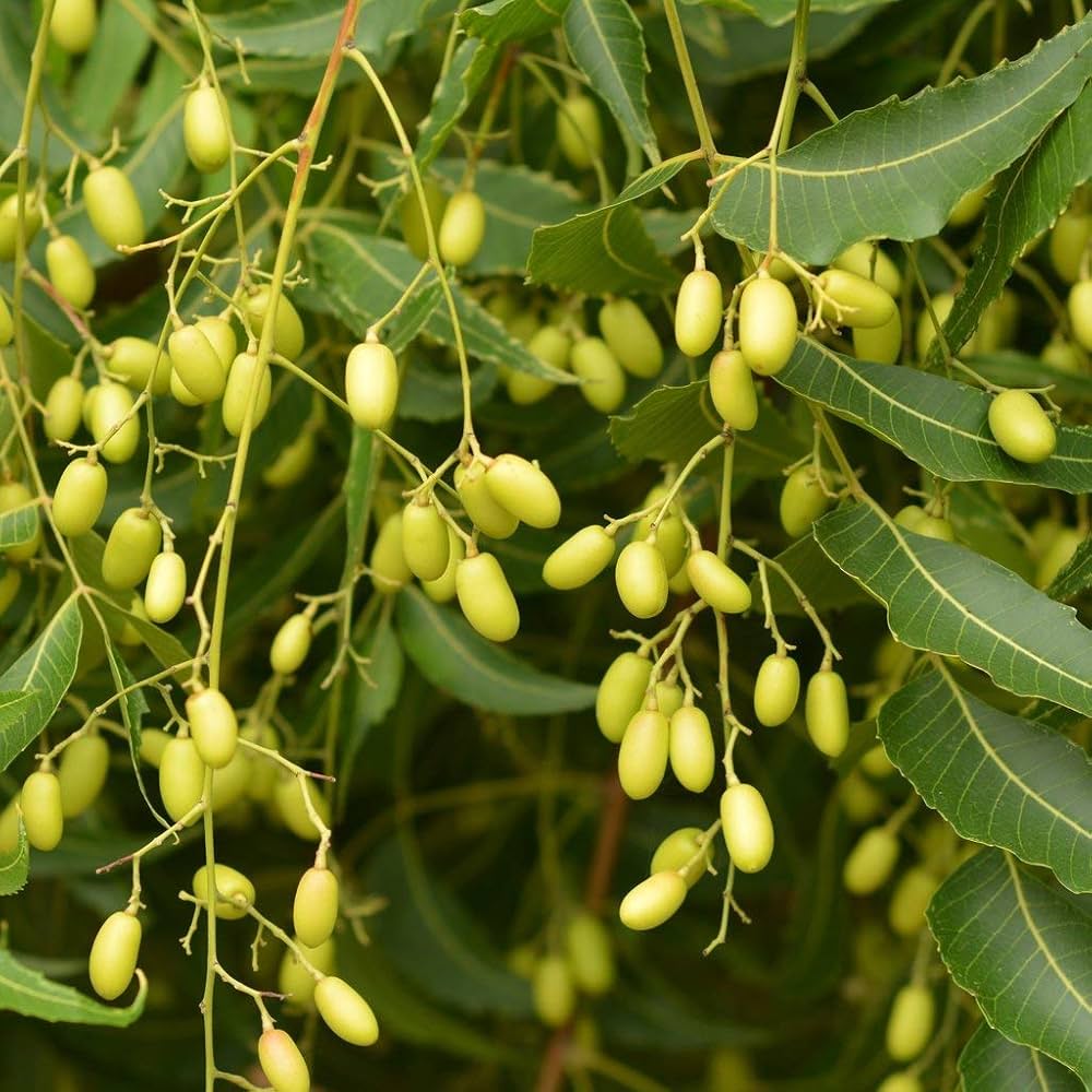Azadirachta Seeds