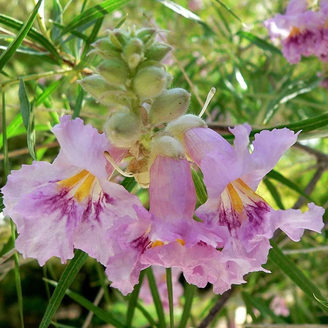 Desert Willow Seeds