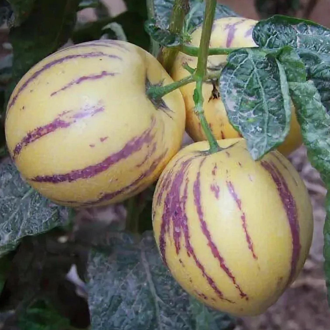 Pepino fruit seeds