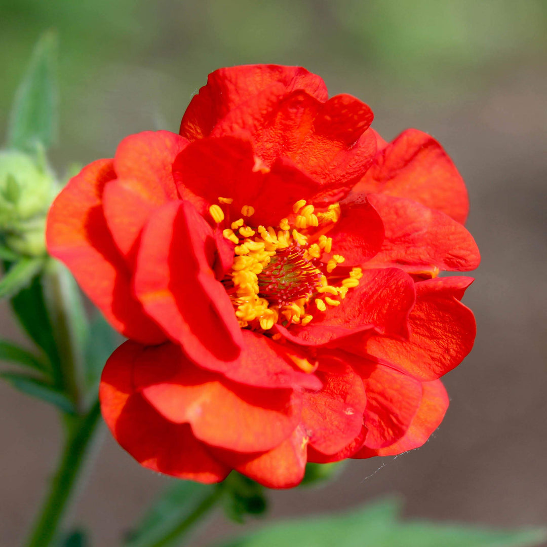 Geum Flower Seeds