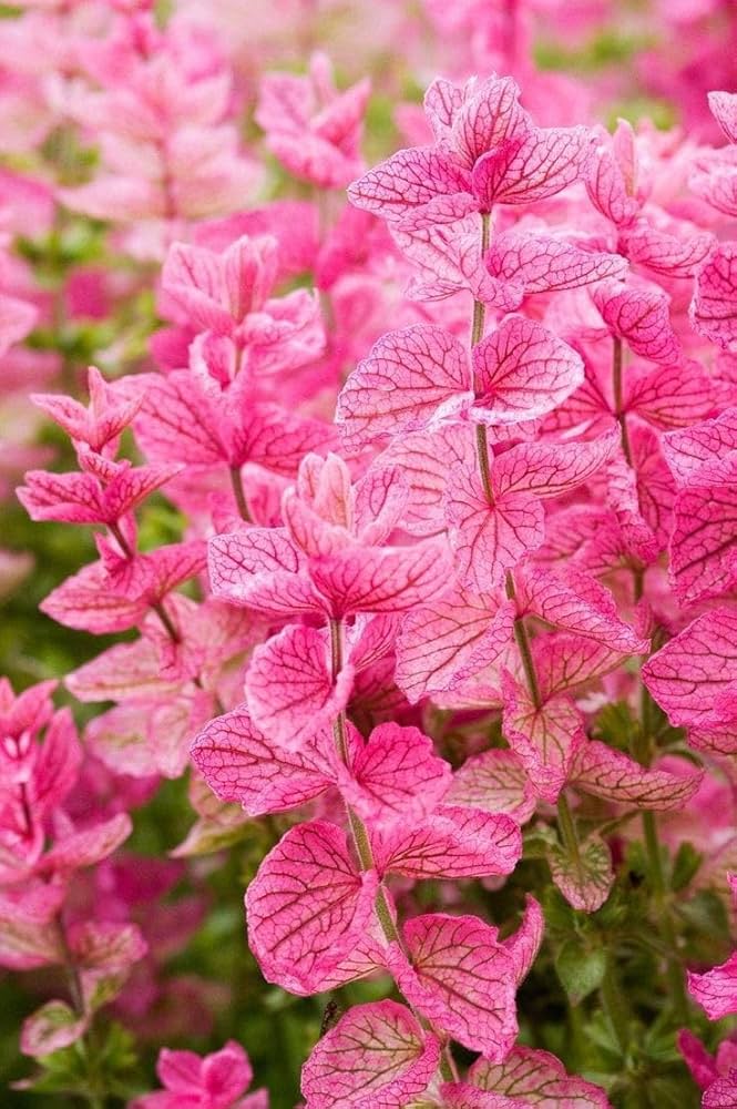Penstemon flower seeds