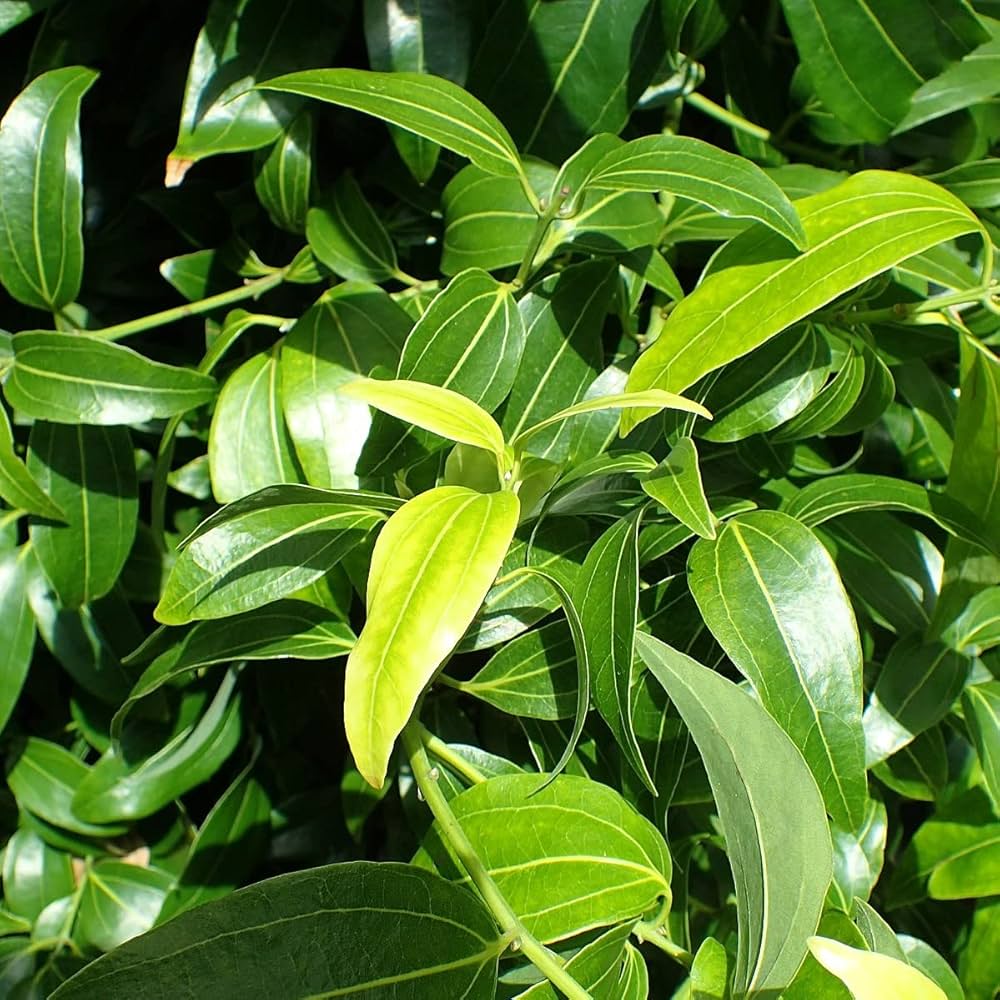 Bay leaf seeds
