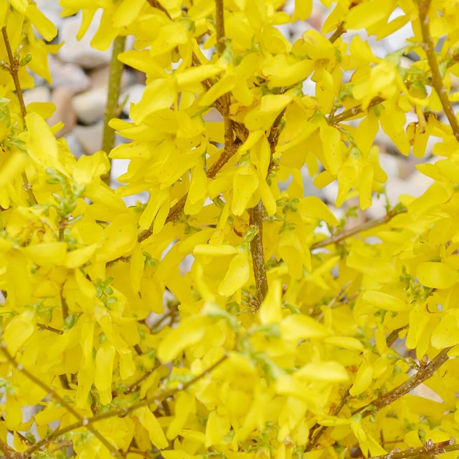 Forsythia Flower Seeds