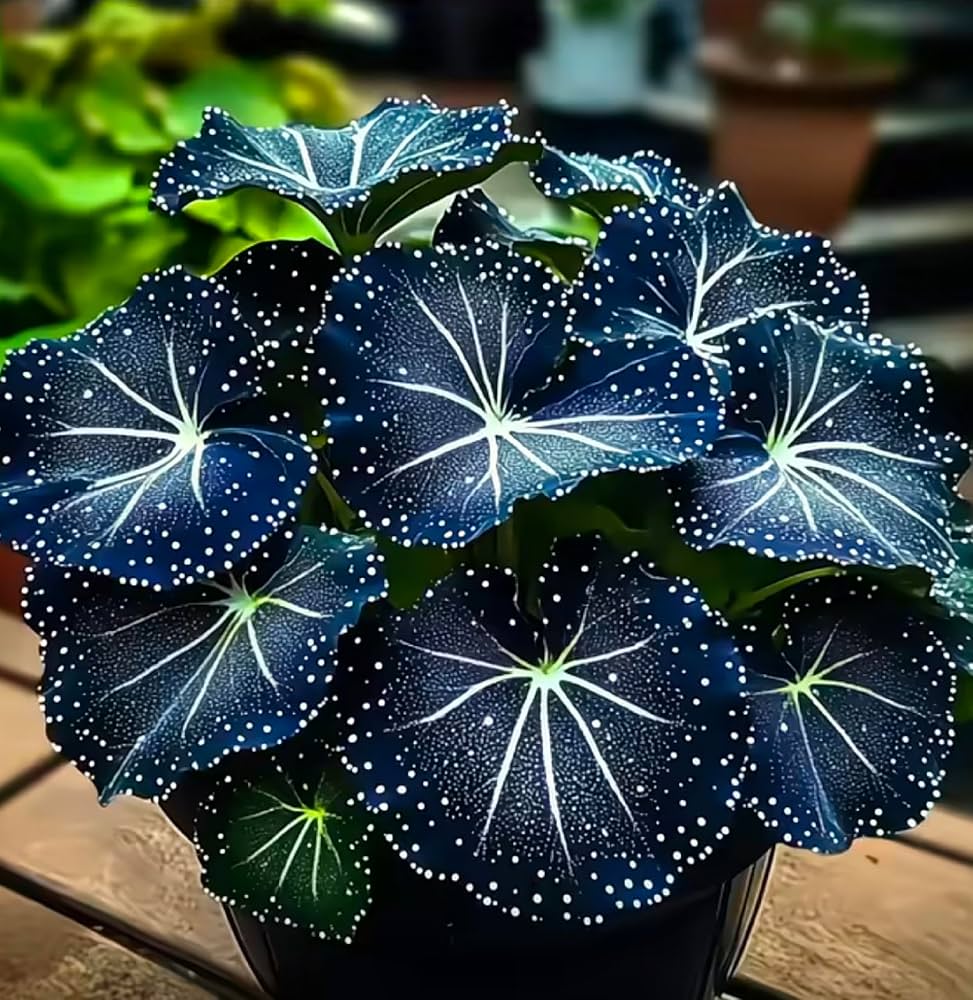 Foliage & Decorative Plants seeds, flower seeds, plant seeds, fruit seeds, wildflower seeds, herb seeds