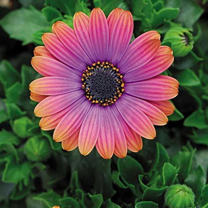 Osteospermum flower seeds