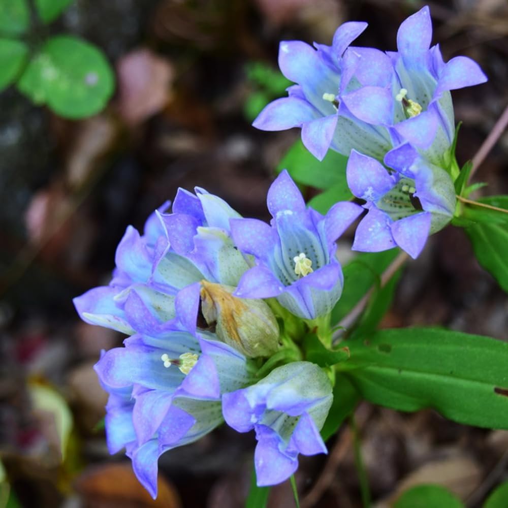 Gentian Herb Seeds