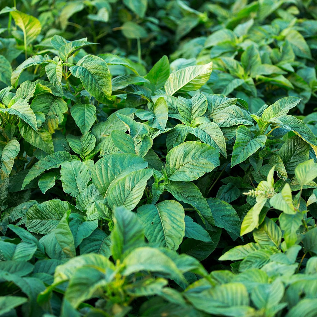 Callaloo Seeds