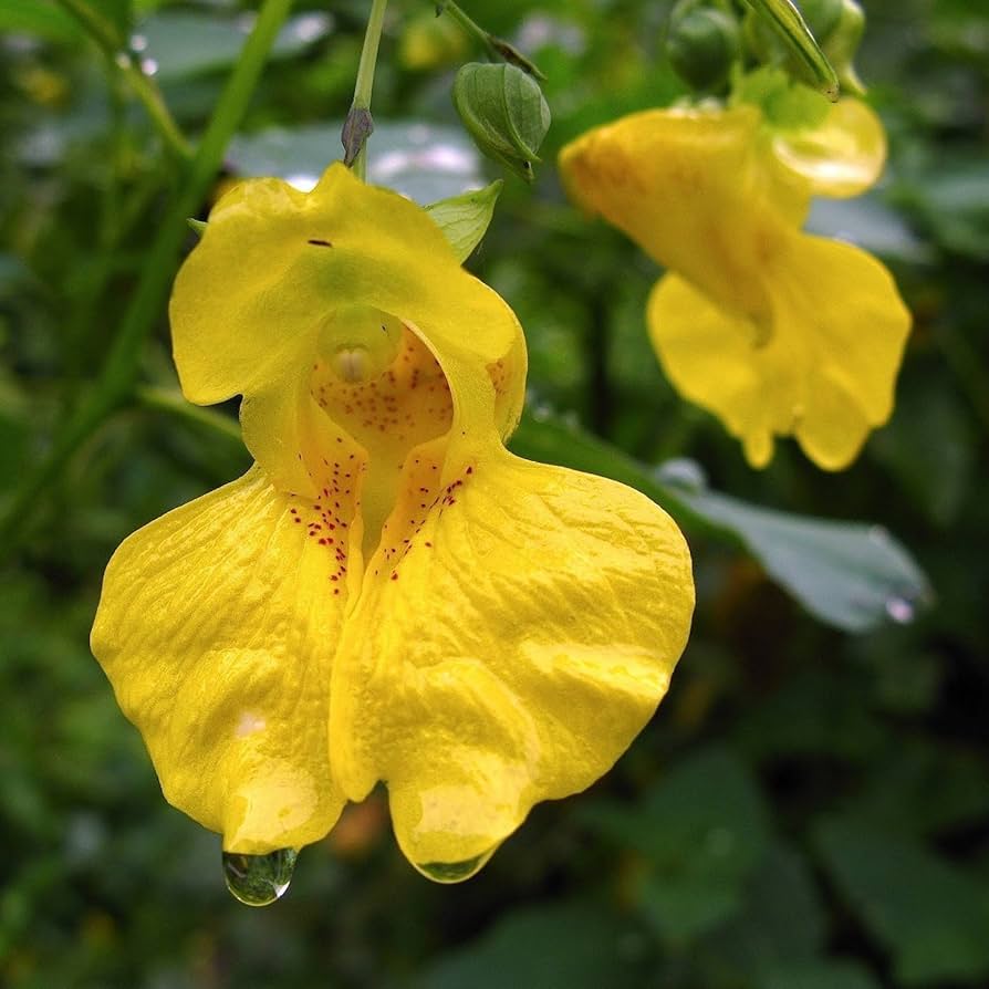 Jewelweed seeds