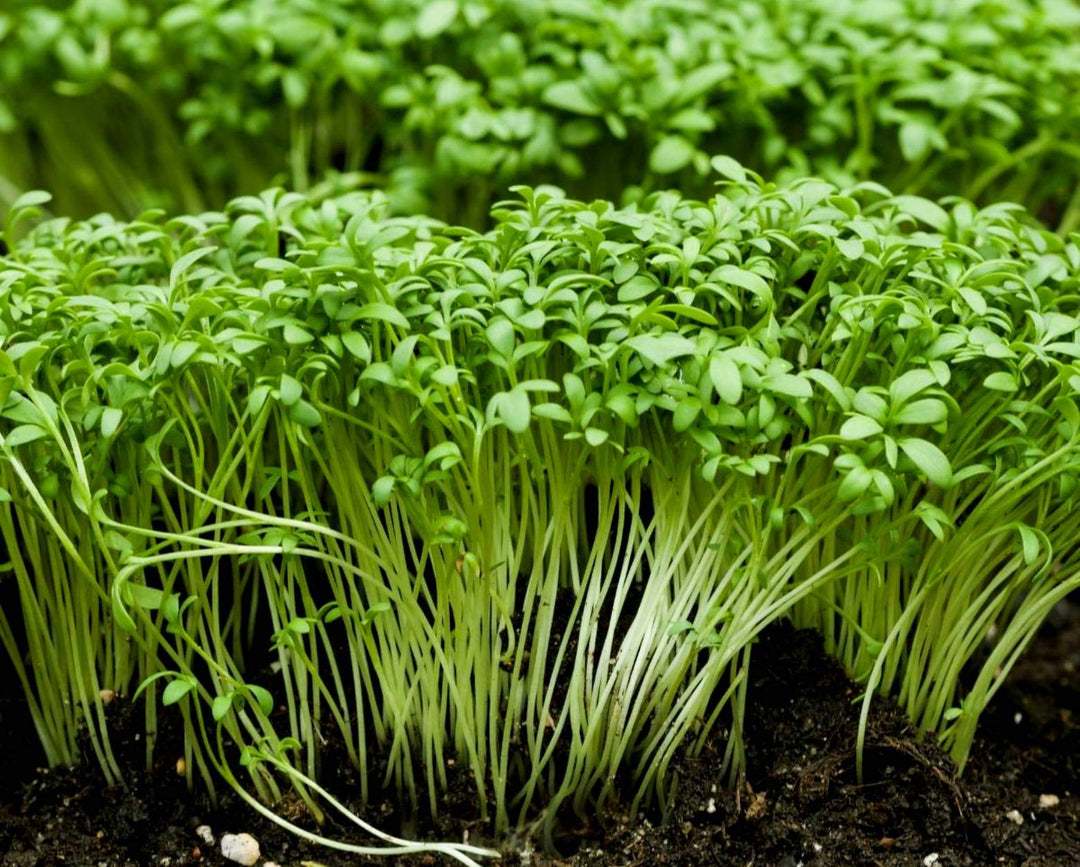 Garden Seeds