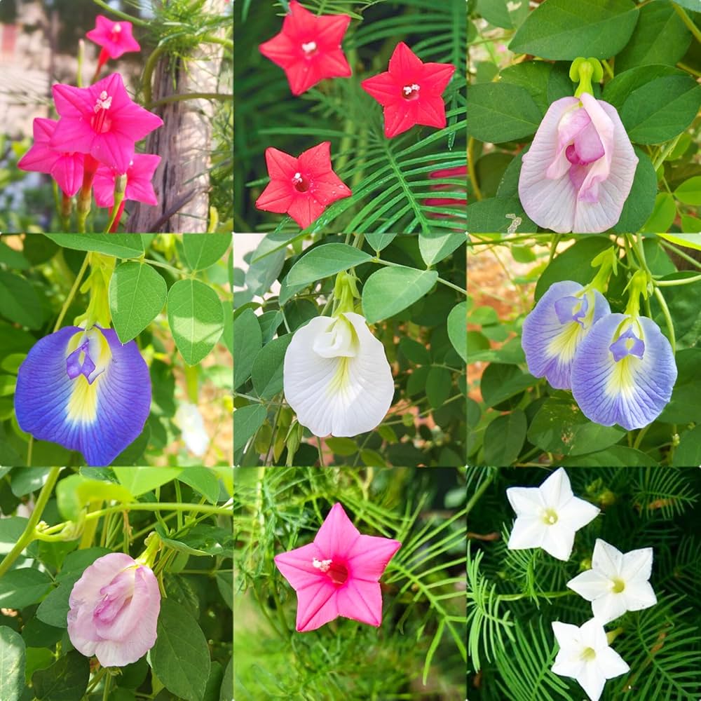Cypress Vine seeds