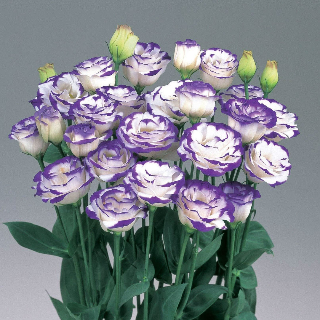 Eustoma Seeds