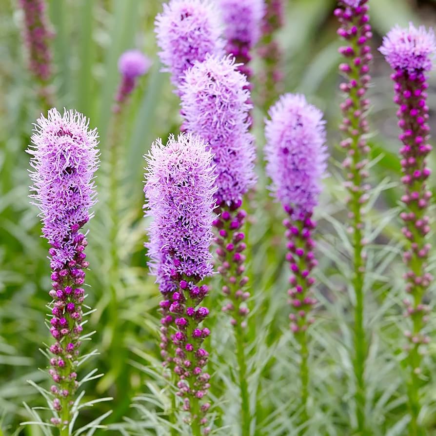 Liatris flower seeds