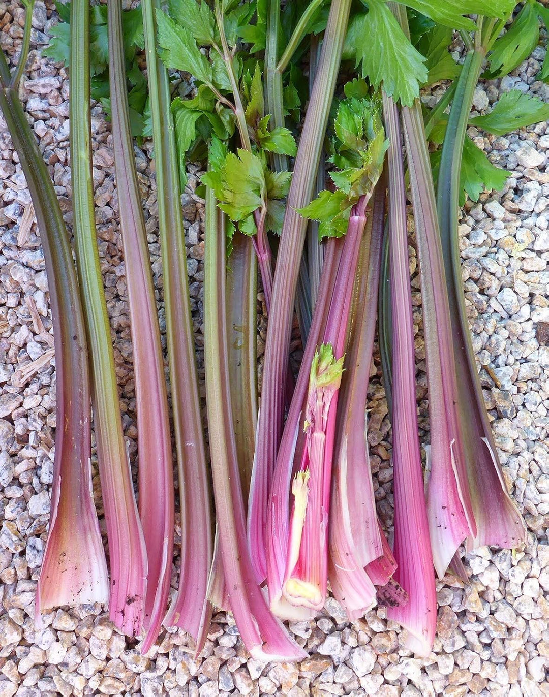 Celery Seeds