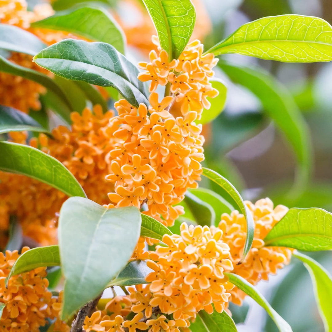 Osmanthus flower seeds