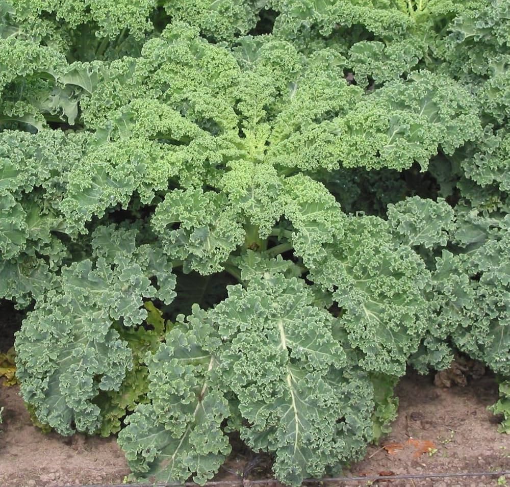 Kale seeds