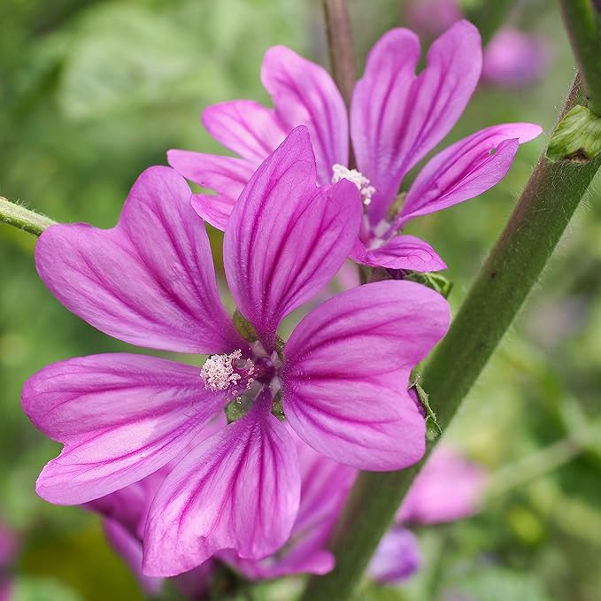Mallow flower seeds