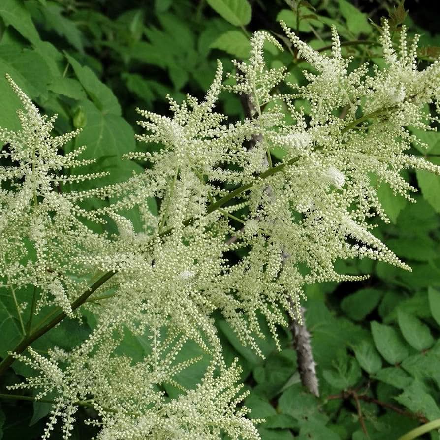 Aruncus seeds