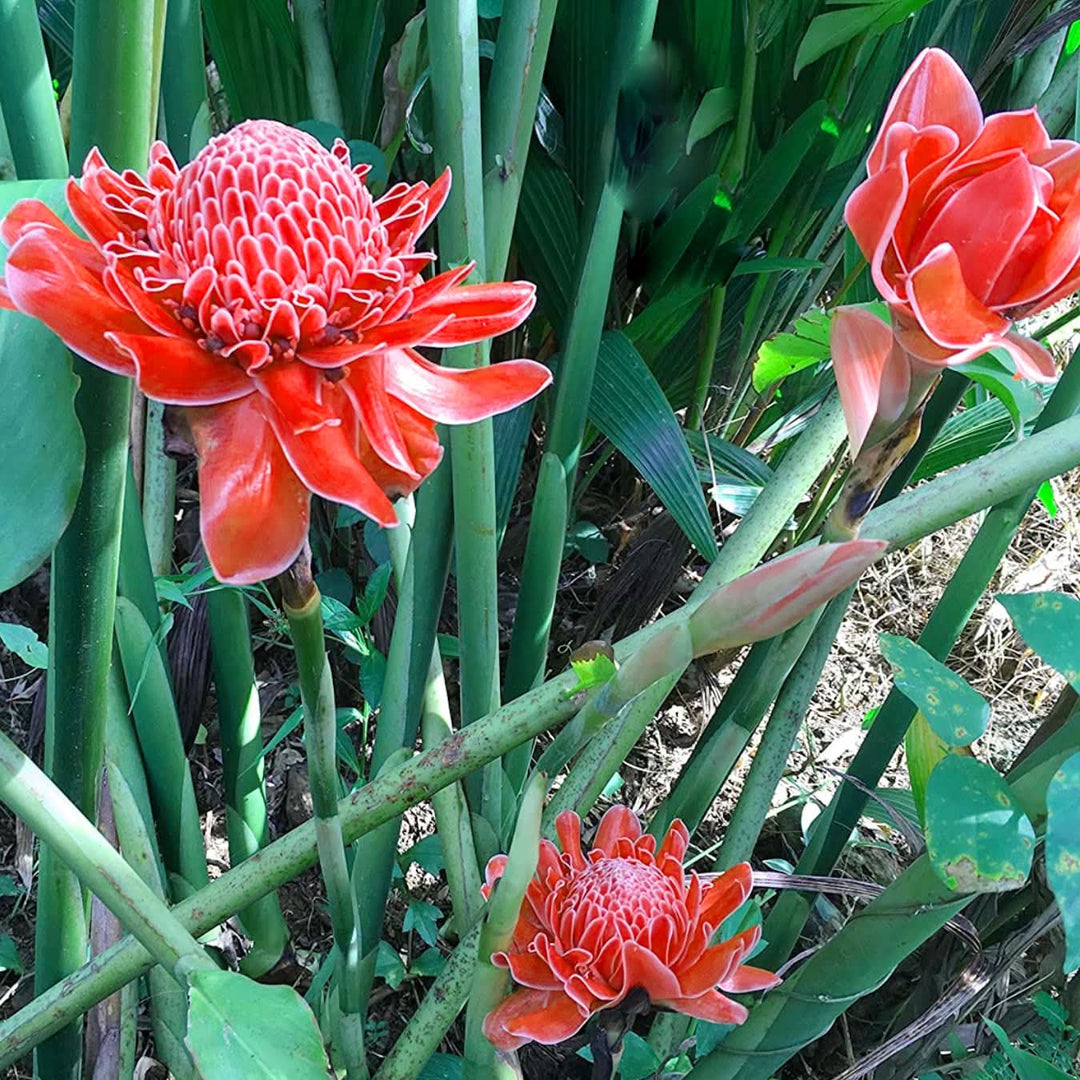 Torch Ginger flower Seeds