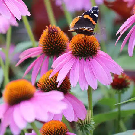 Coneflower Seeds