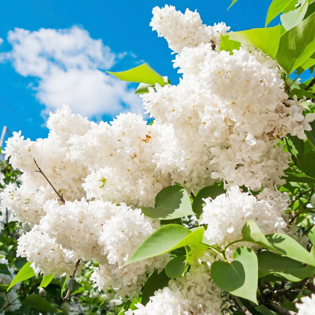 Lilac Seeds