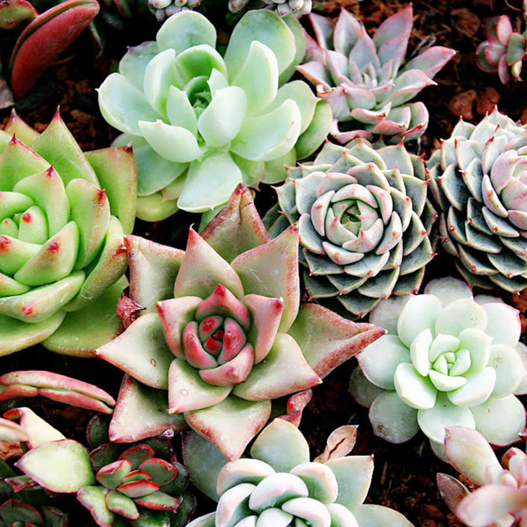 Stonecrop flower seeds