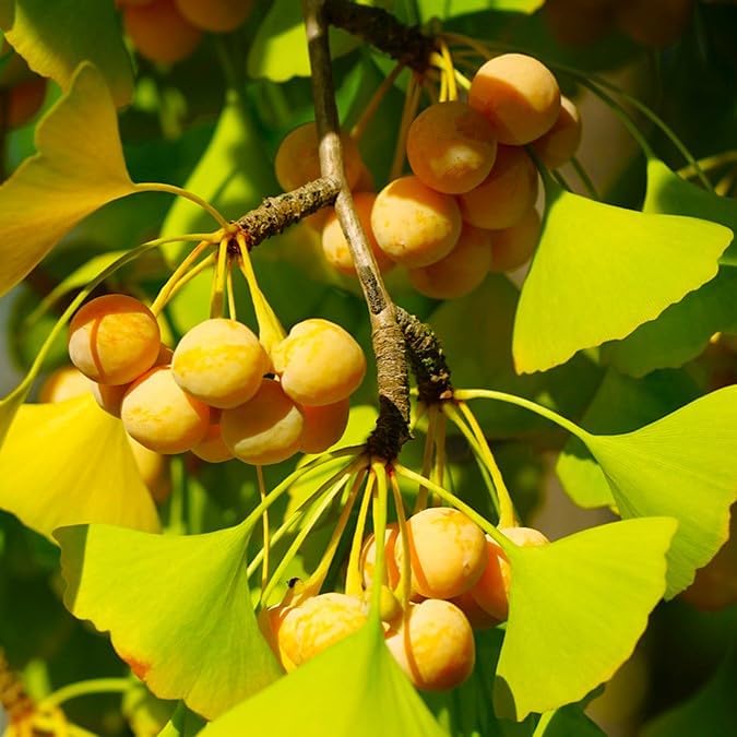 Ginkgo Biloba Herb Seeds