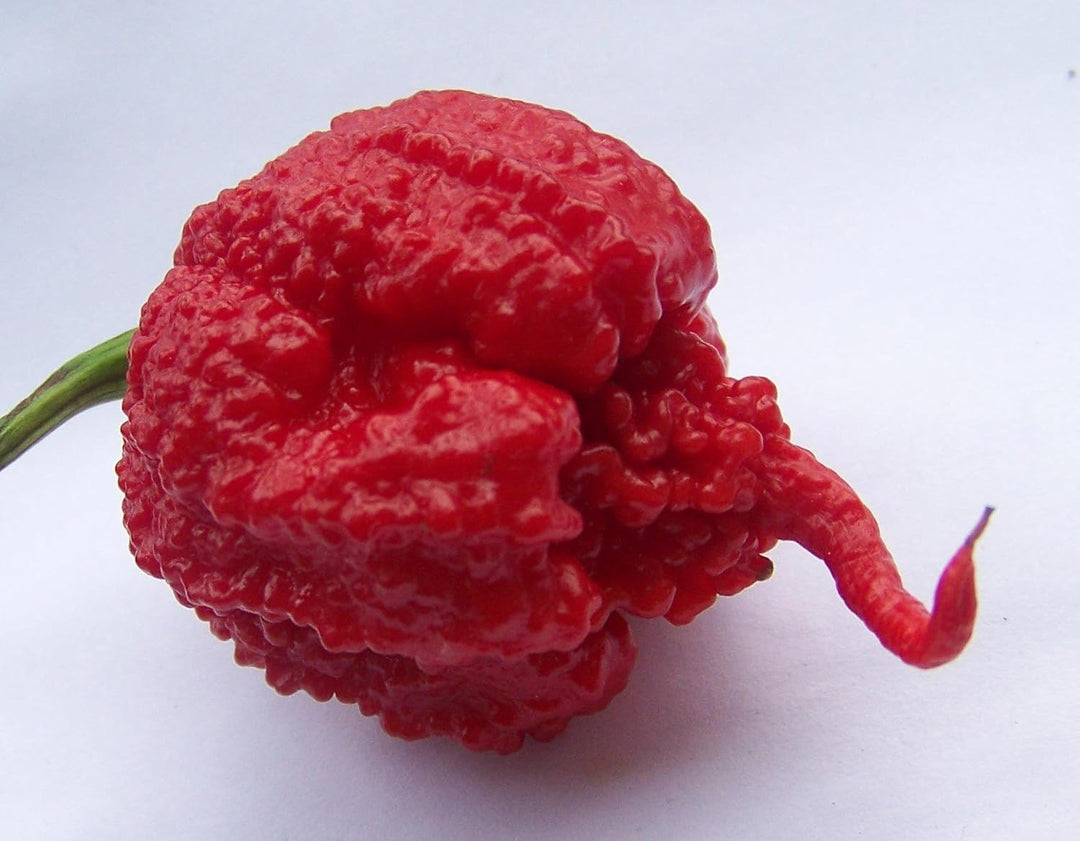 Carolina Reaper Seeds