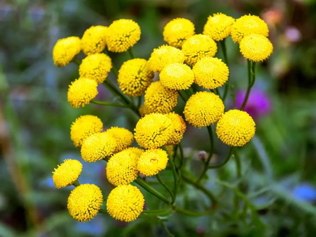 Tansy flower seeds