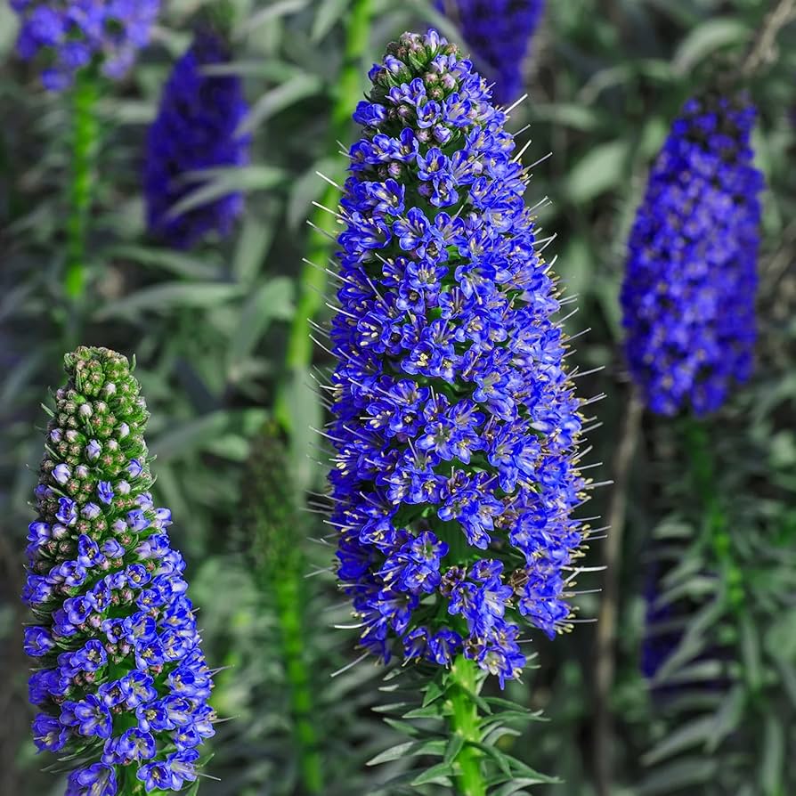 Echium Flower Seeds