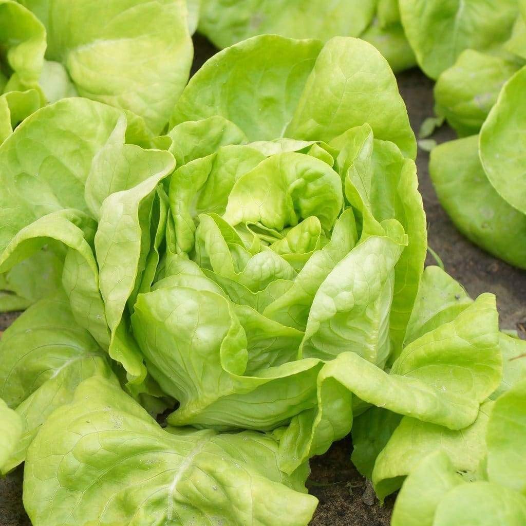 Lettuce Seeds