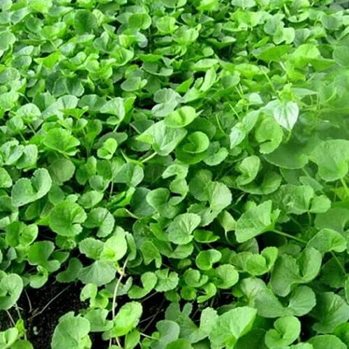 Gotu Kola Herb Seeds