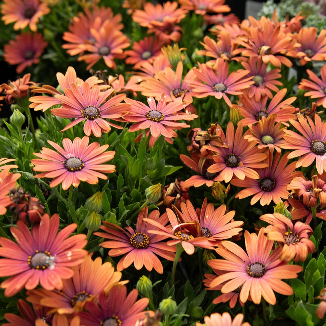 African Daisy seeds