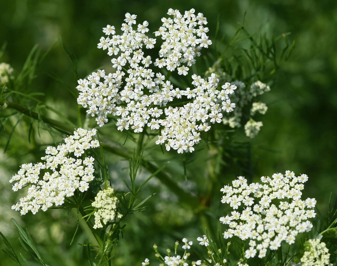 Anise herb seeds