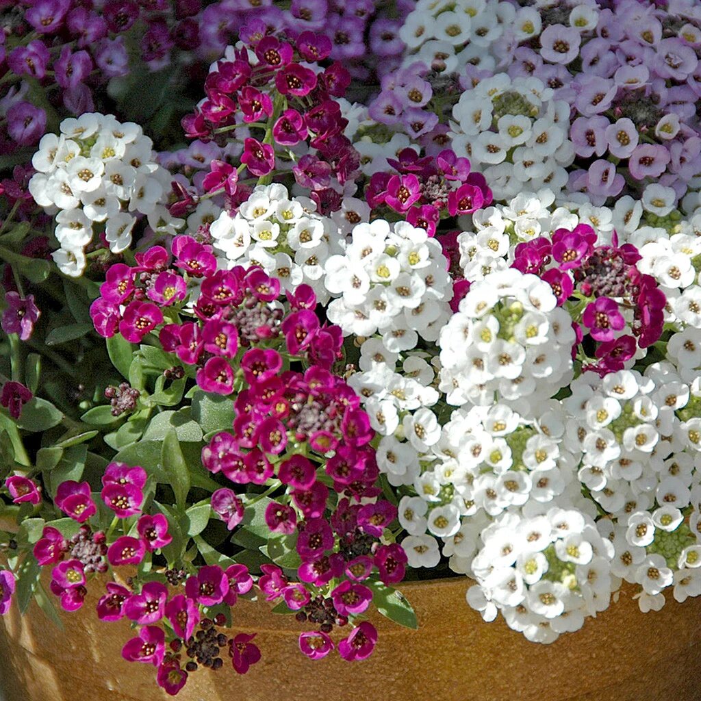 Alyssum Flower Seeds