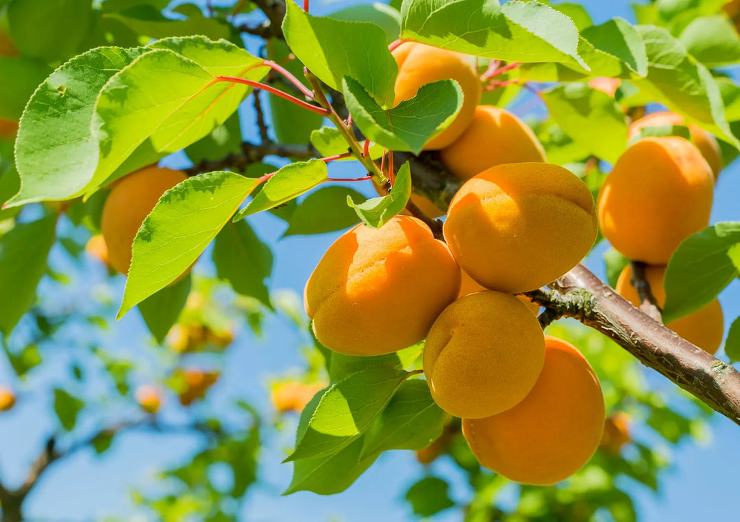 apricot Seeds