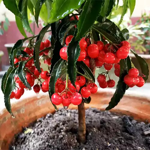 Ardisia Crenata Fruit Seeds