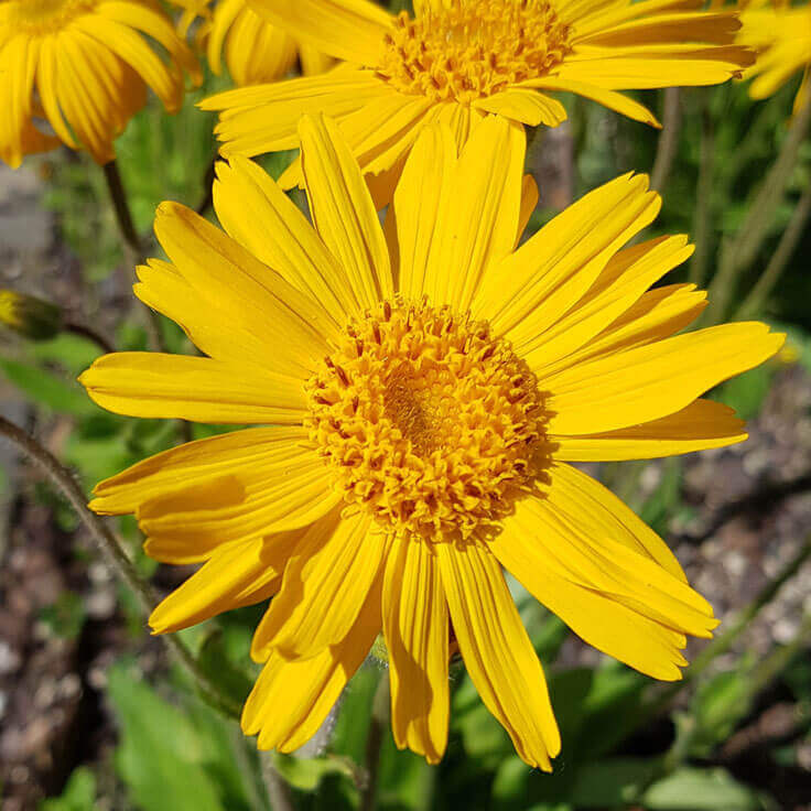 Arnica Flower Seeds