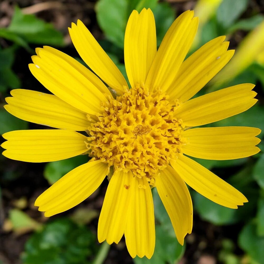 Arnica Montana seeds