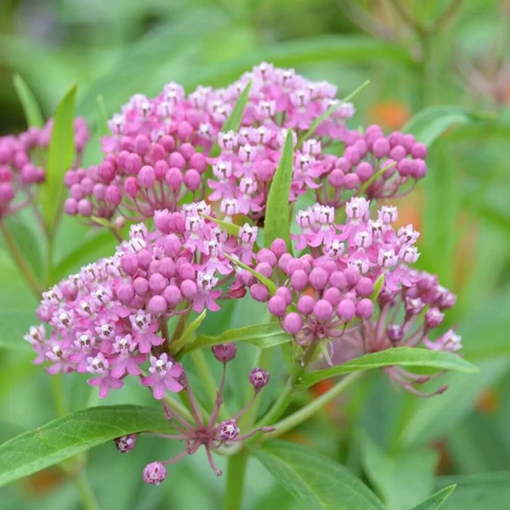 Asclepias flower seeds