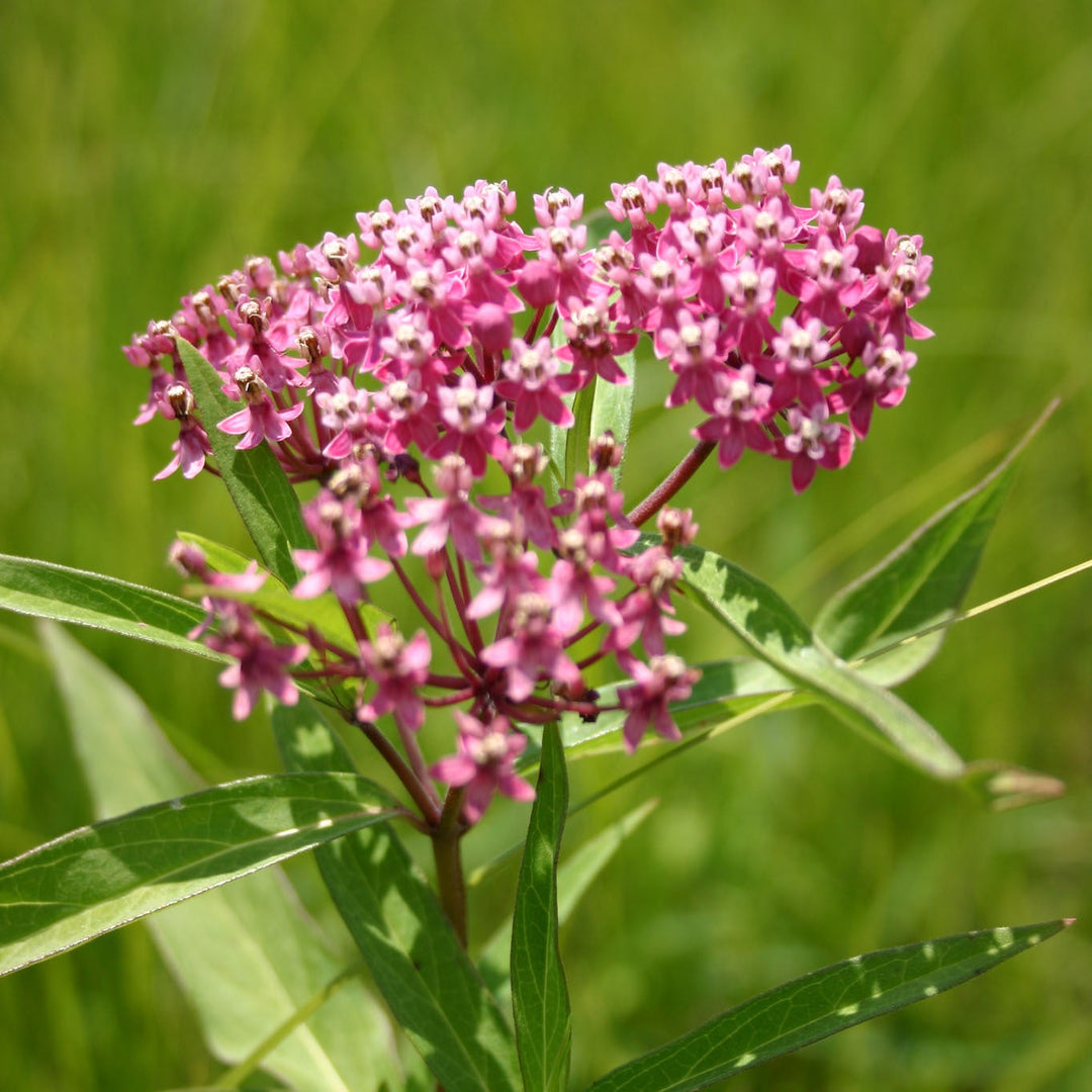 Milkweed flower seeds