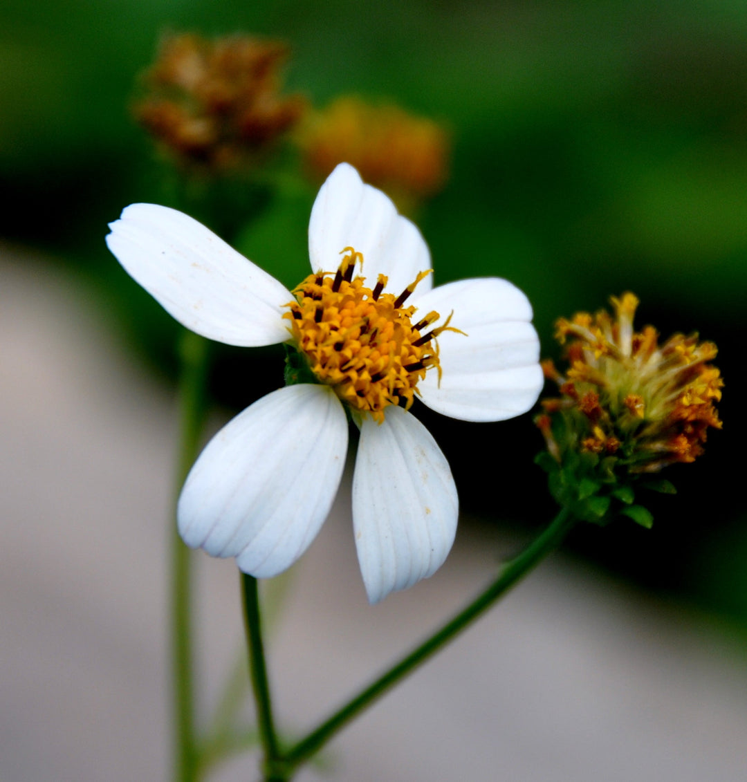 Bidens Pilosa Flower Seeds