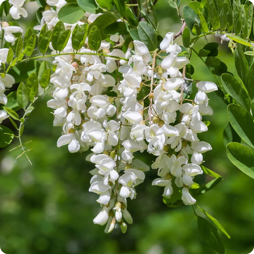 Black Locust Seeds